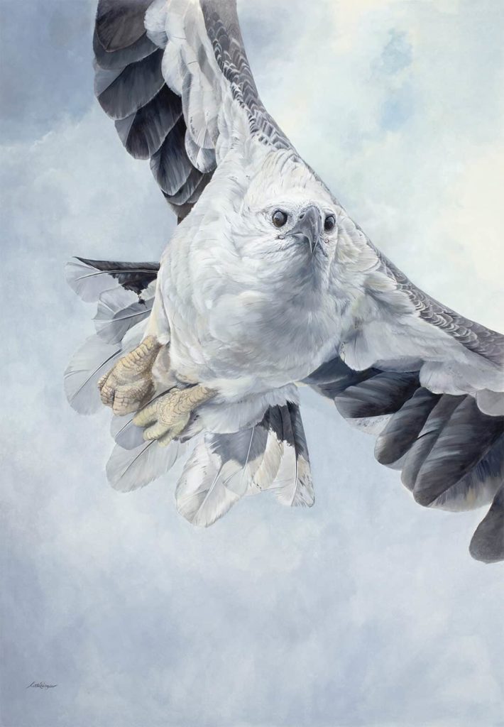  'Final Approach' - White bellied Sea Eagle - Katherine Cooper