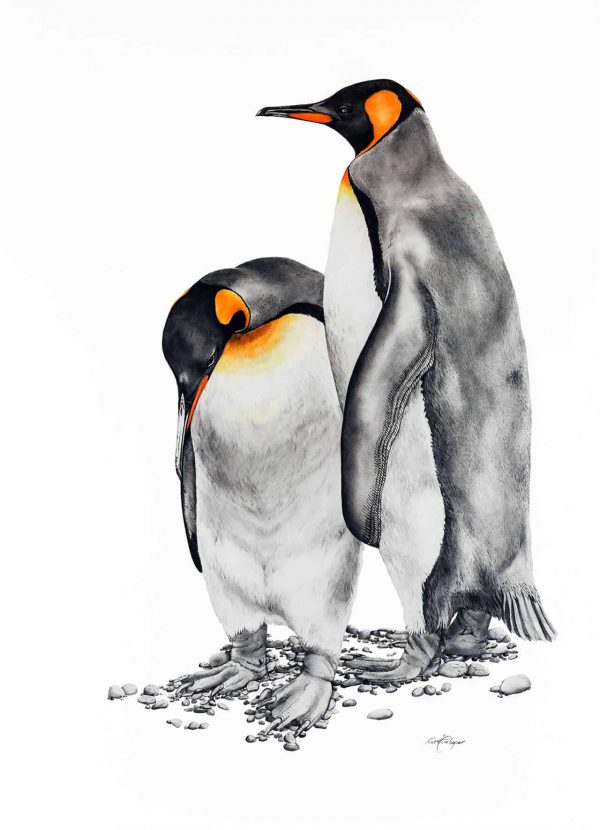 The Kings - King Penguins - Macquarie Island