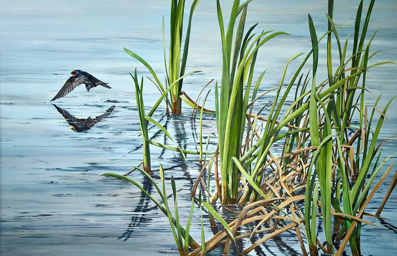 Reflection-River-Reeds-and-Welcome-Swallow
