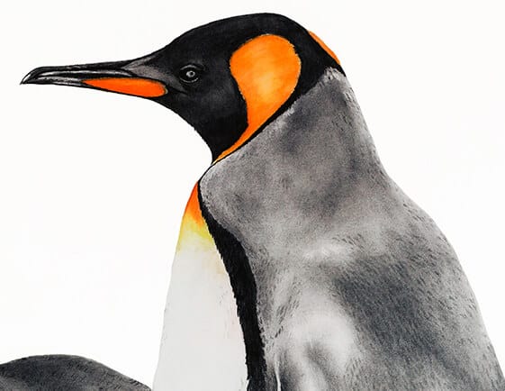The Kings - King Penguins - Macquarie Island